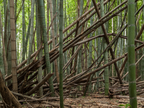 竹林伐採･整備